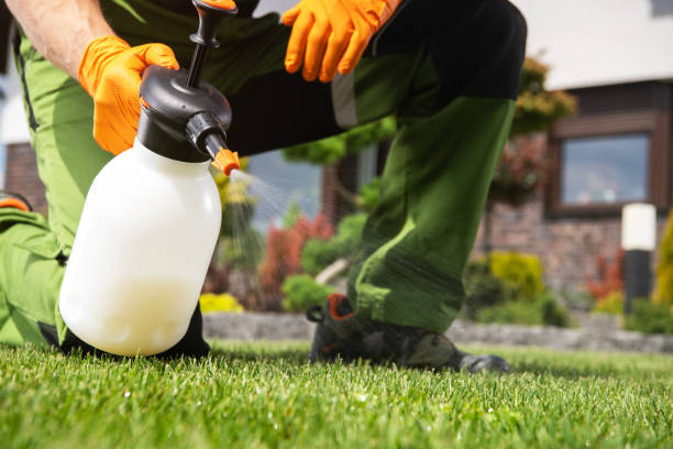 Best Flea Control Services  in Nanawale Estates, HI