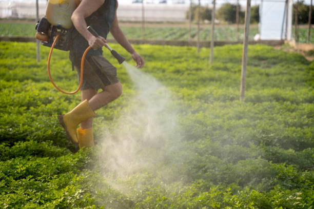 Best Ant Control Services  in Nanawale Estates, HI