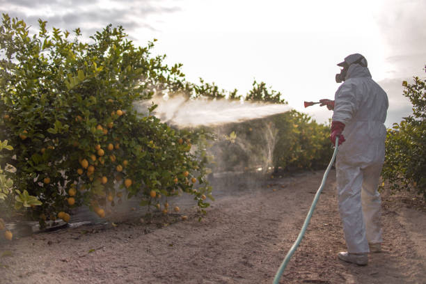 Best Mosquito Control Services  in Nanawale Estates, HI