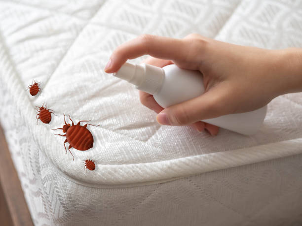 Best Bed Bug Extermination  in Nanawale Estates, HI