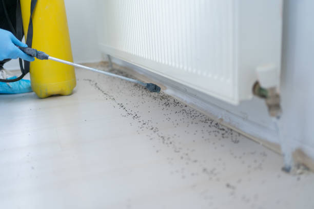 Best Local Pest Control Services  in Nanawale Estates, HI